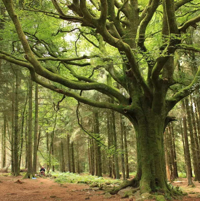un chêne multi centenaire dans la forêt de brocéliande